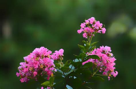 紫薇花風水